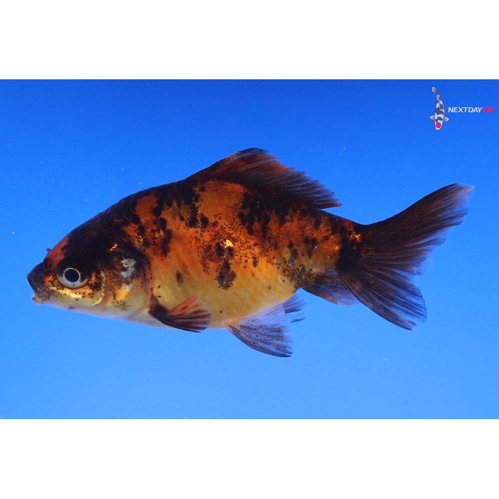 3” Imported Calico Wakin