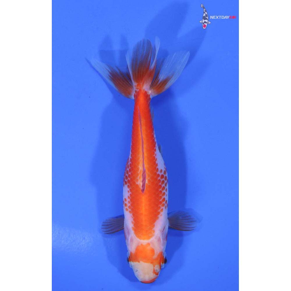 3” Imported Red and White Wakin
