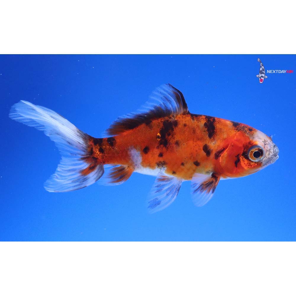 3.5” Imported Calico Wakin