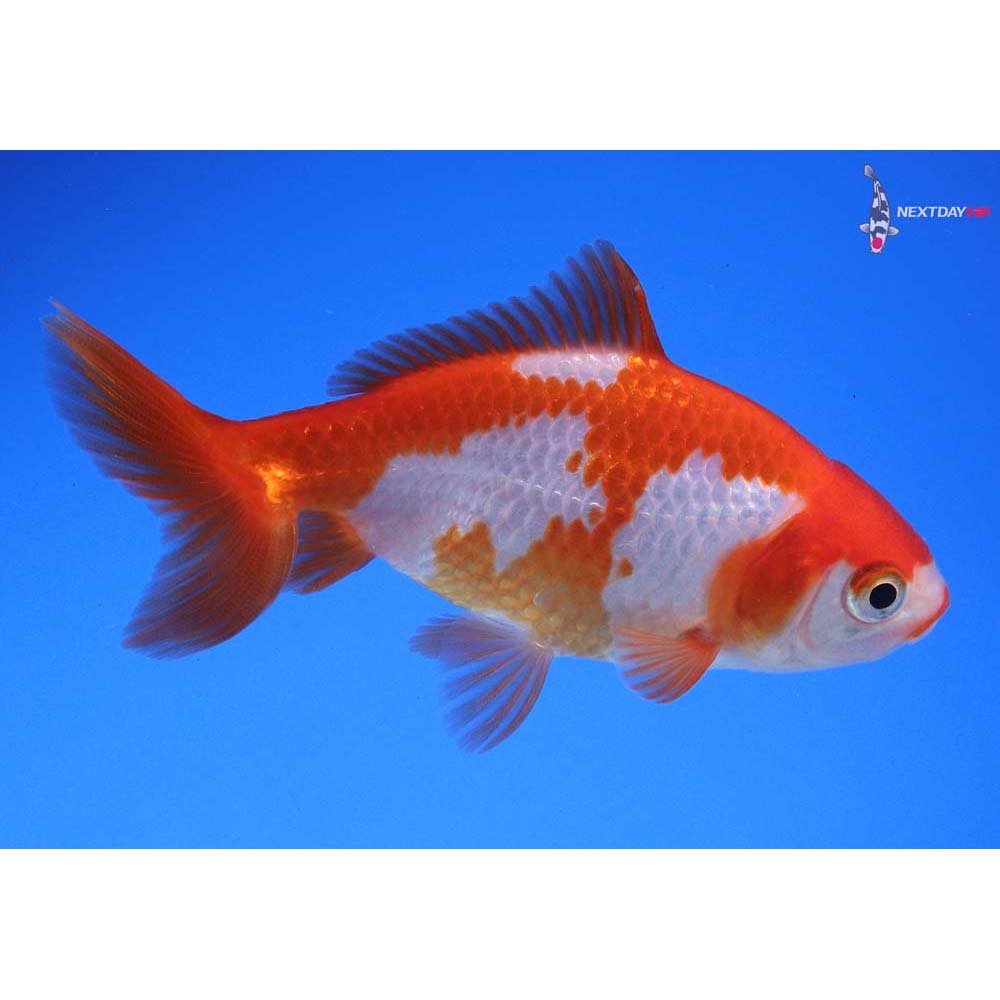 3.5” Imported Red and White Wakin