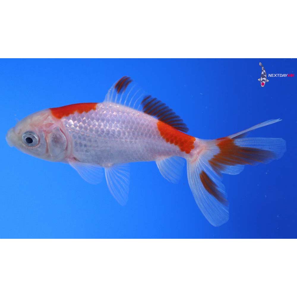 3.5” Imported Red and White Wakin
