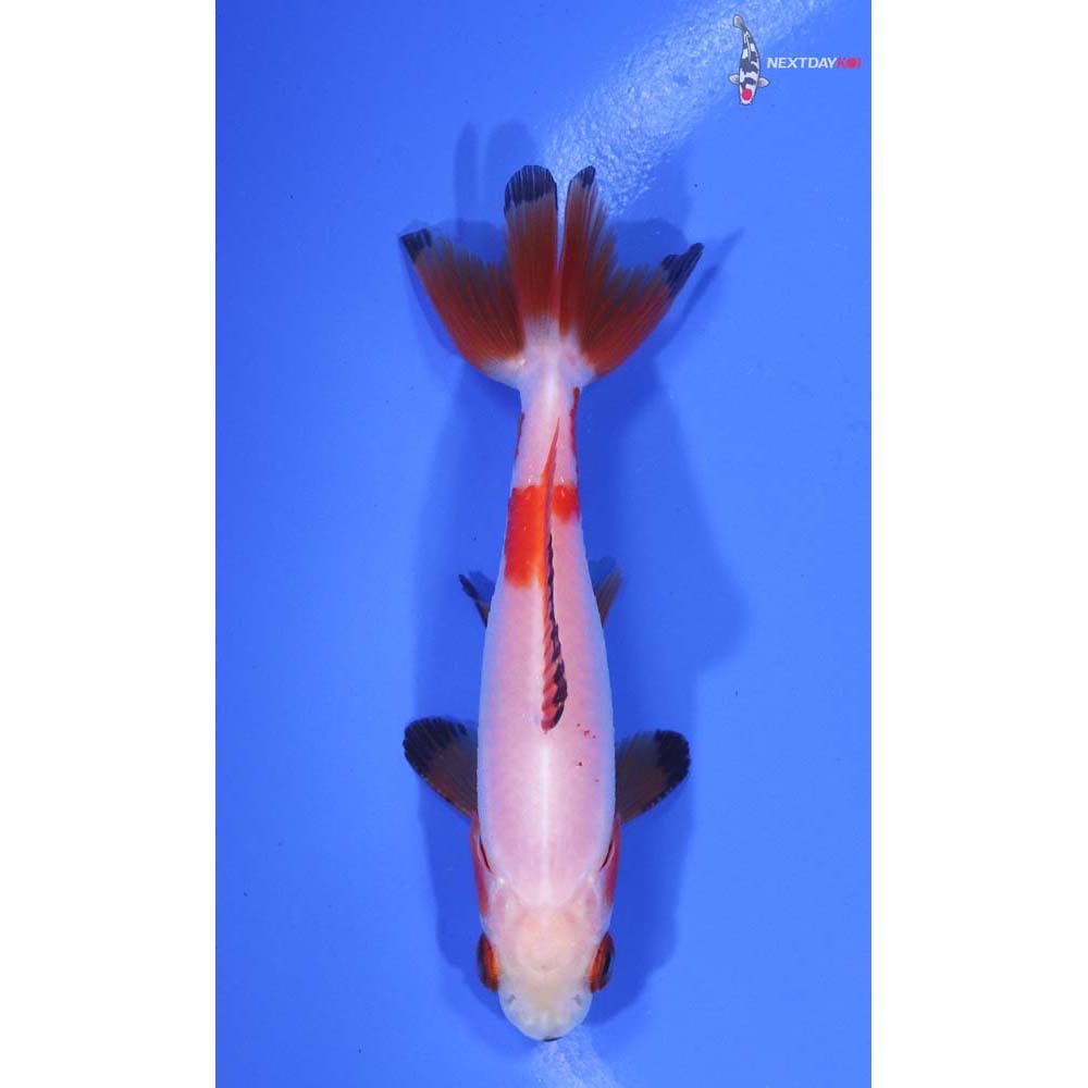 3” Imported Red and White Wakin