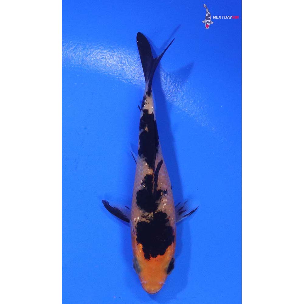 3” Imported Gin Rin Aka Bekko