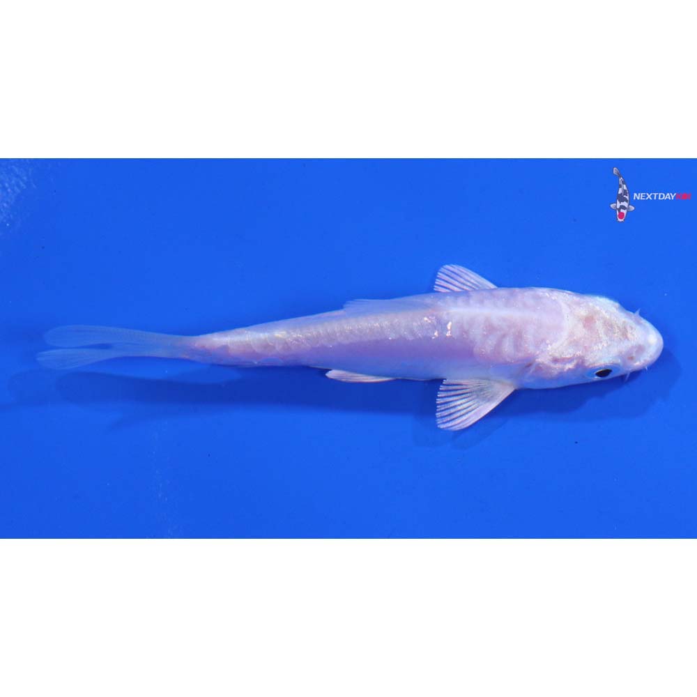 3” Imported Doitsu Platinum Ogon
