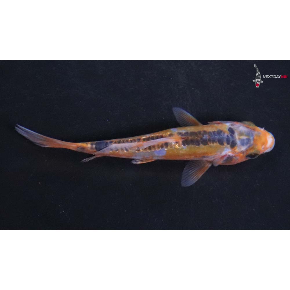 3.5” Imported Hana Shusui