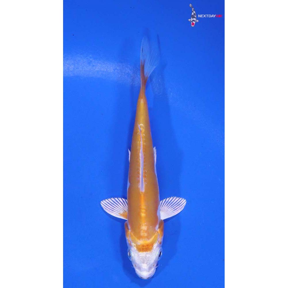 3.5” Imported Kikusui