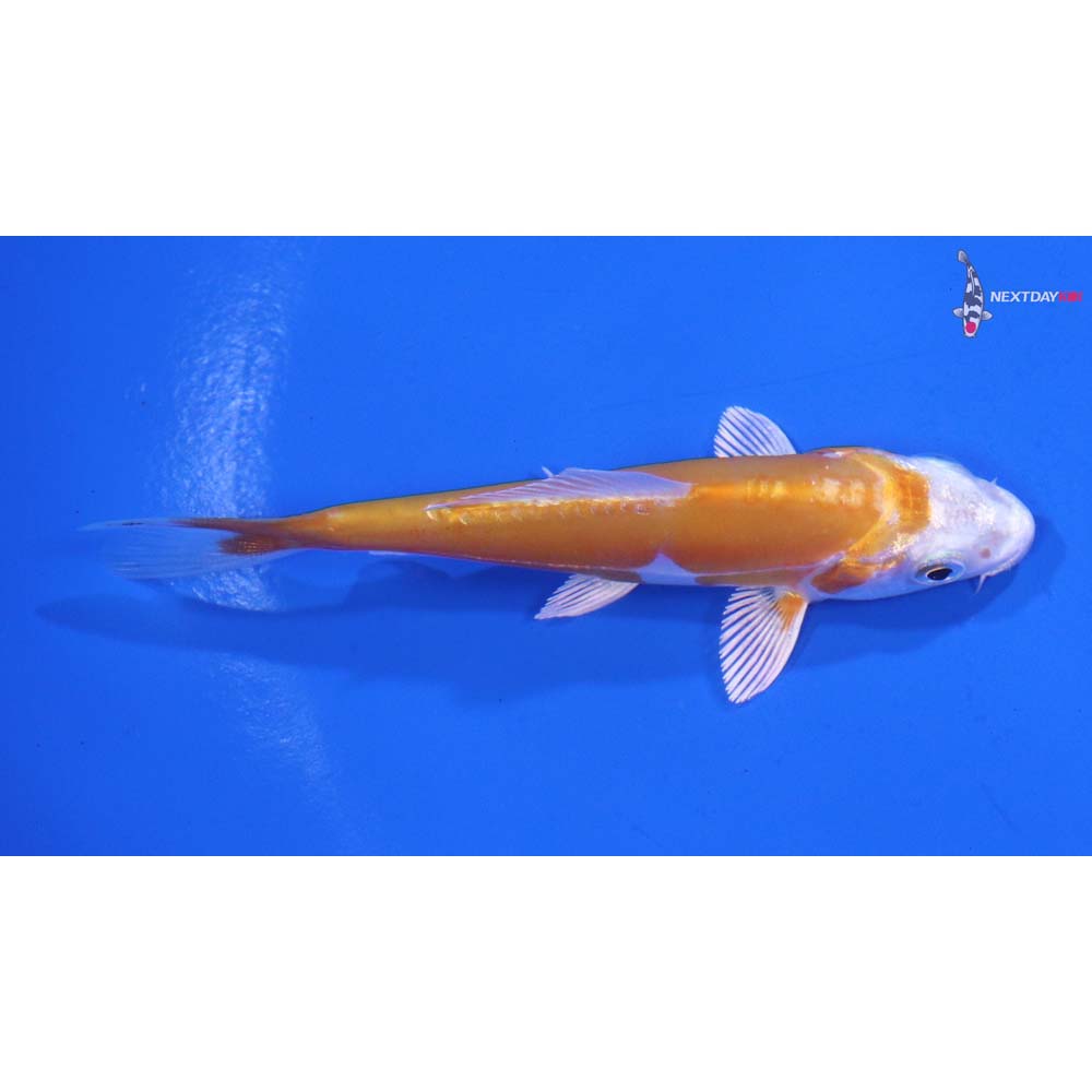 3.5” Imported Kikusui