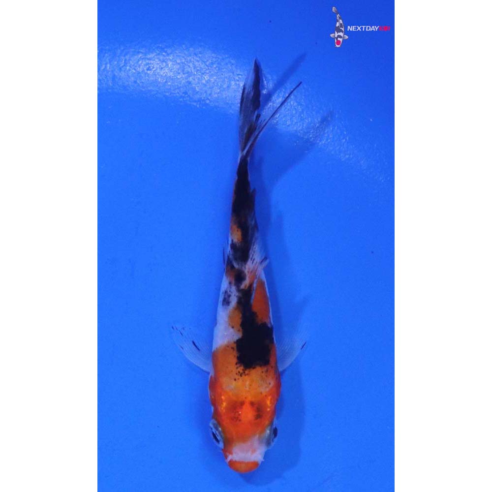 3” Imported Sanke