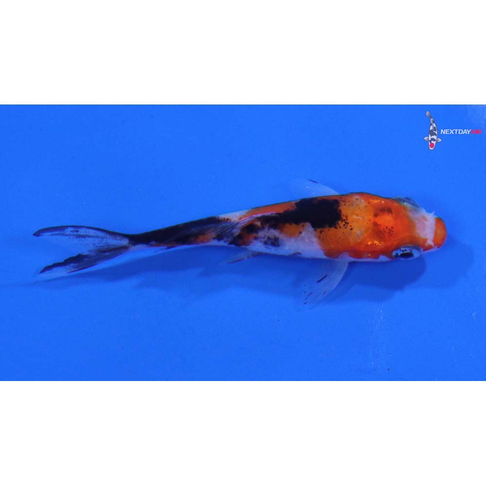 3” Imported Sanke