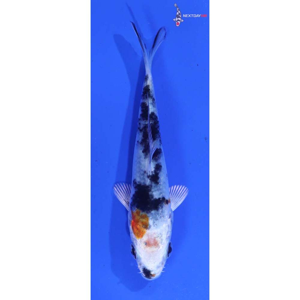 3” Imported Yamato Nishiki