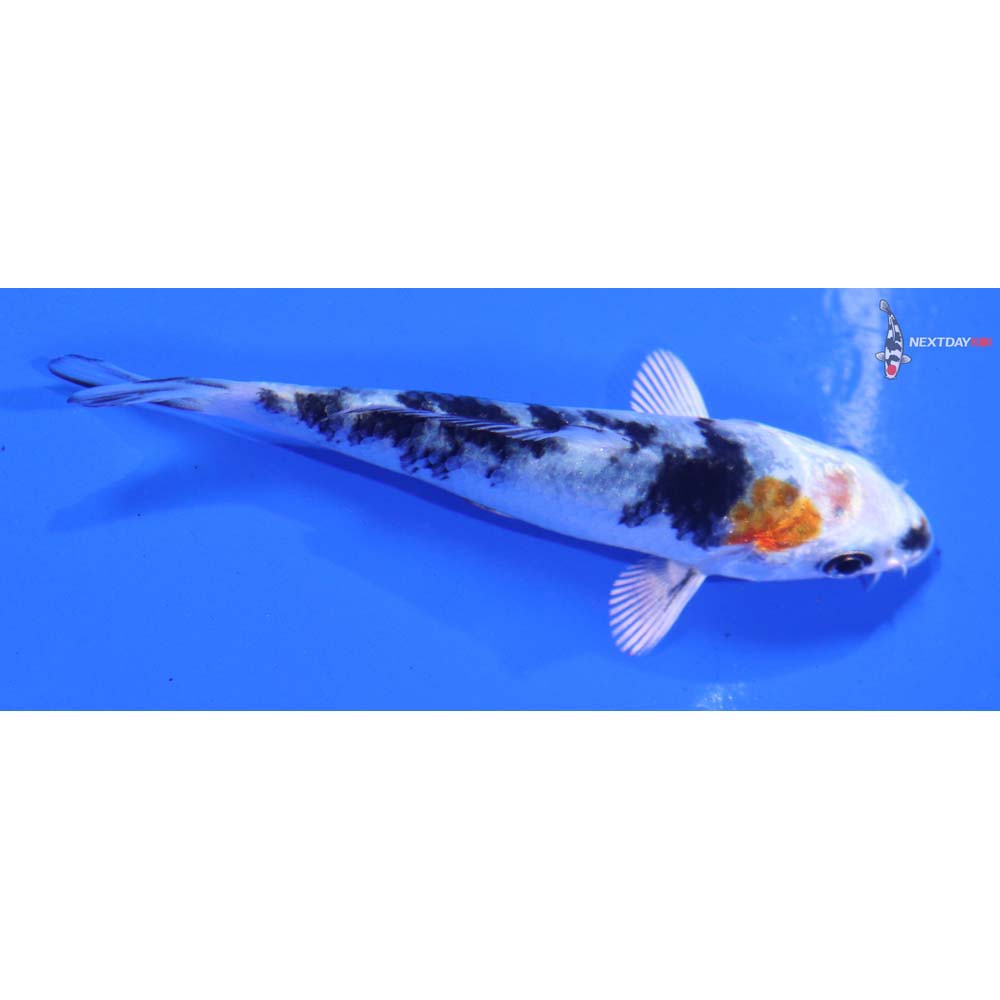 3” Imported Yamato Nishiki