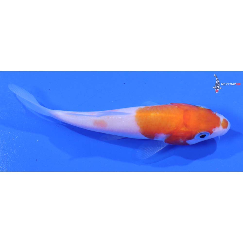 3” Imported Kohaku