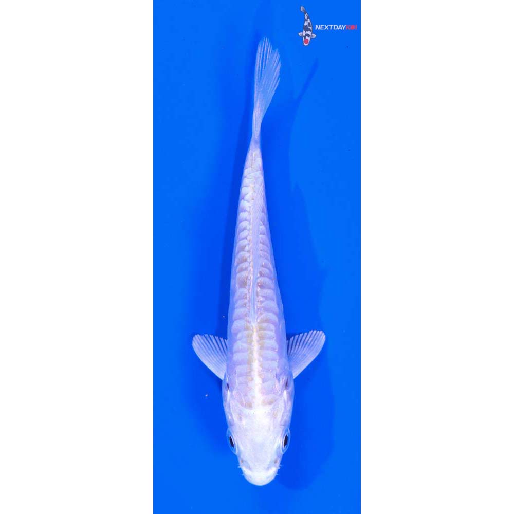 3” Imported Doitsu Touch of Lemon Hariwake