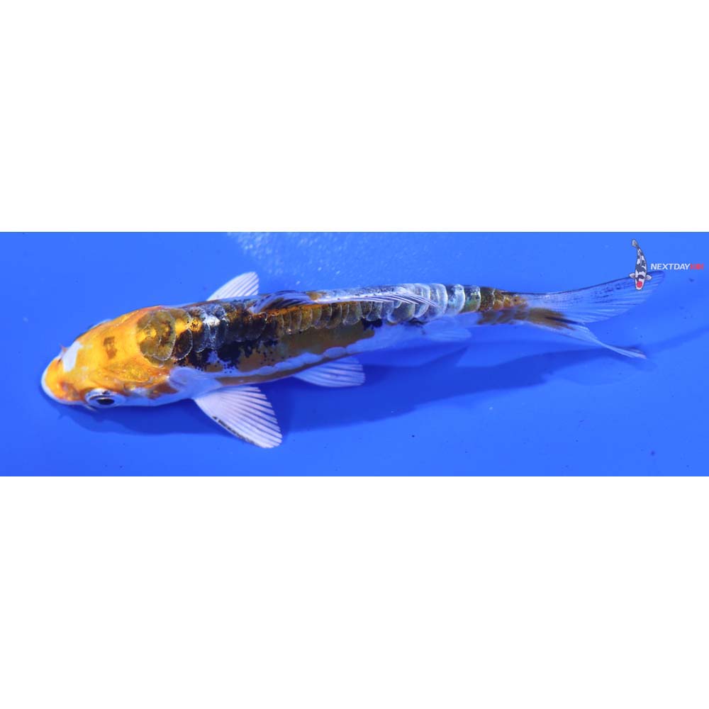 3.5” Imported Heisei Nishiki