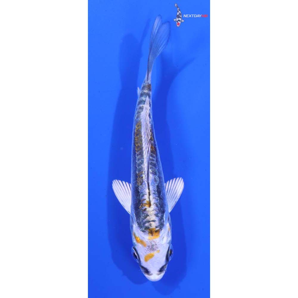 3.5” Imported Kin Kikokuryu