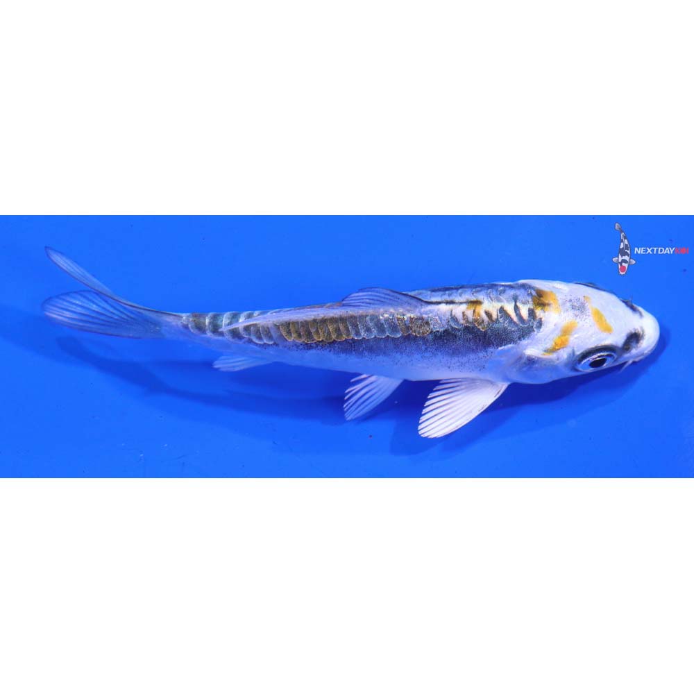 3.5” Imported Kin Kikokuryu