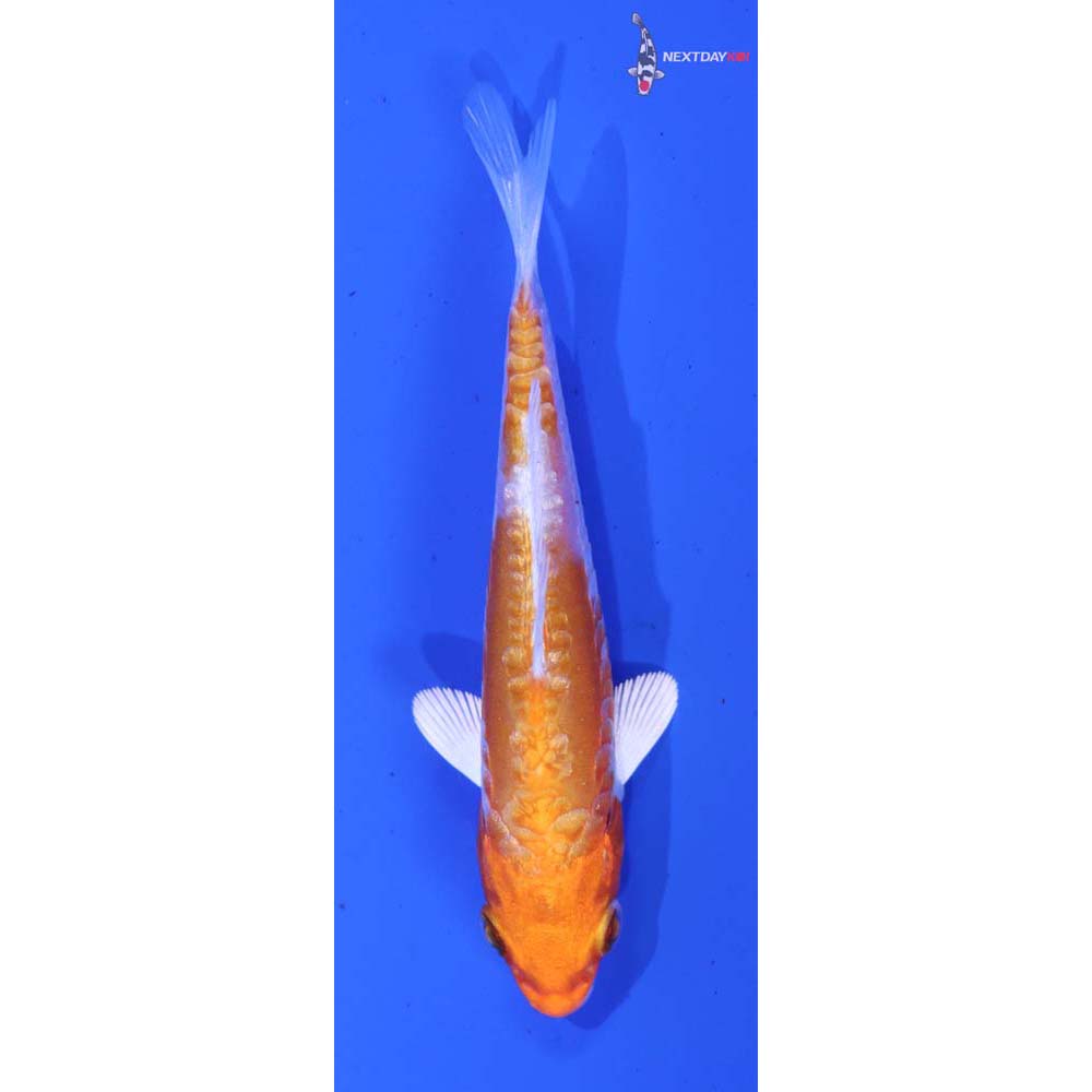3.5” Imported Kikusui