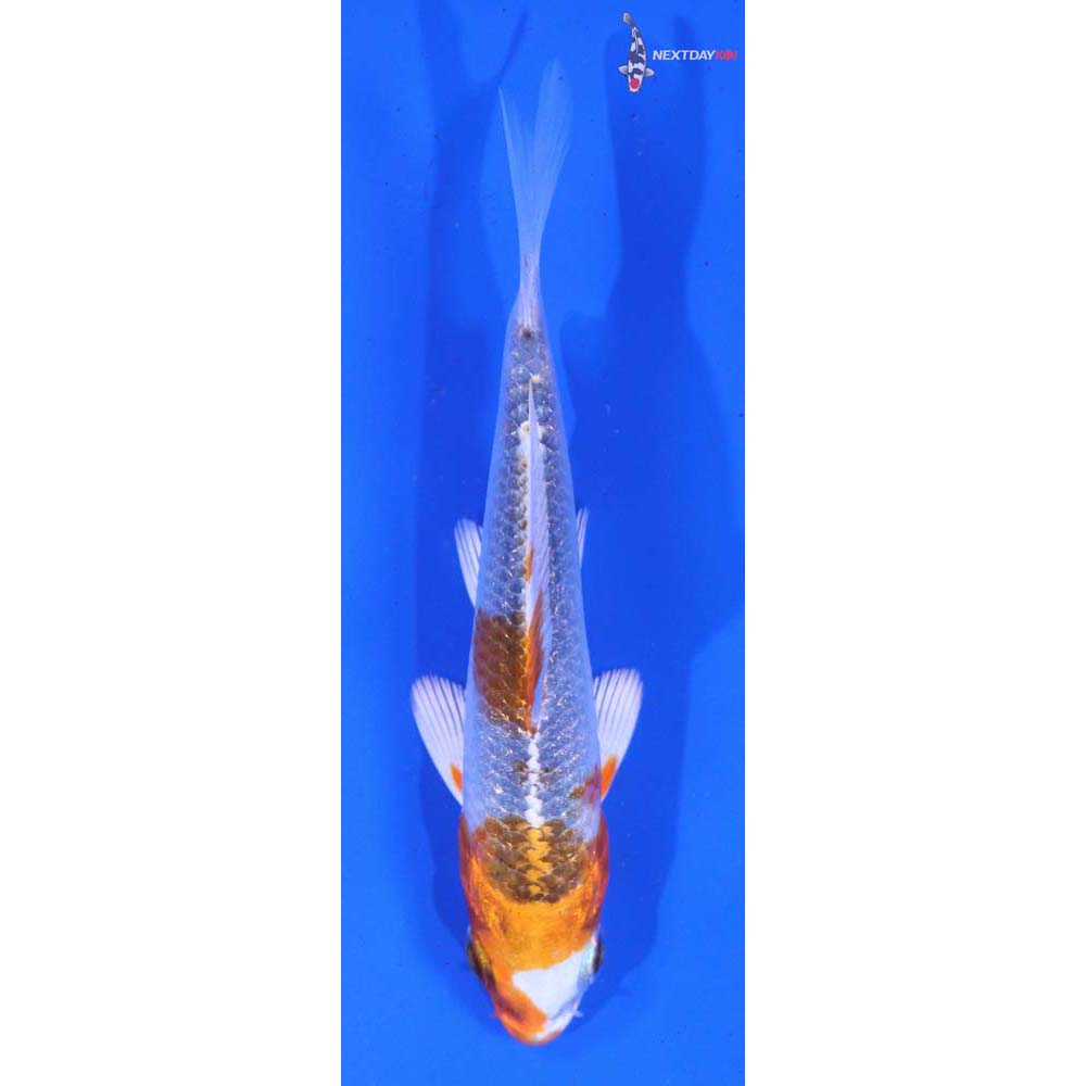 3.5” Imported Kujaku