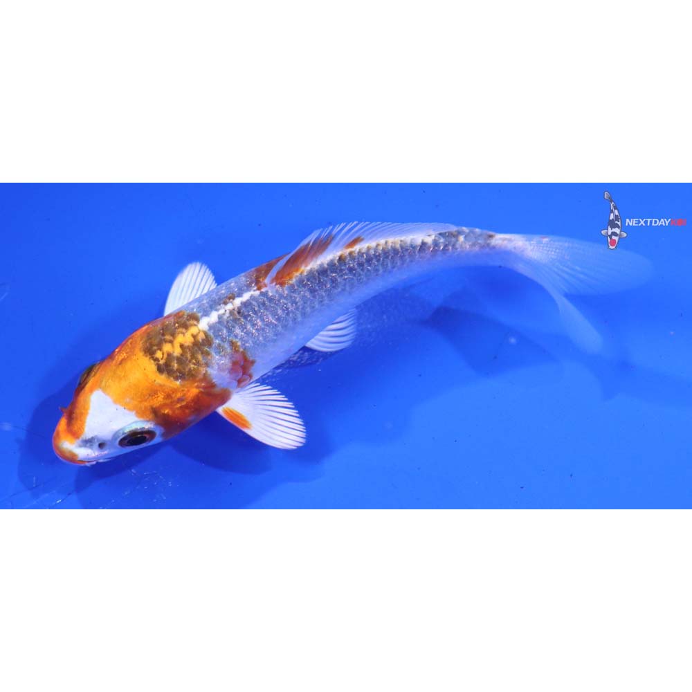 3.5” Imported Kujaku
