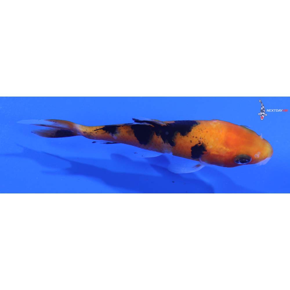 3” Imported Sanke