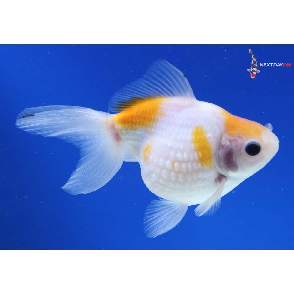 4.5” Imported Male Calico Pearlscale