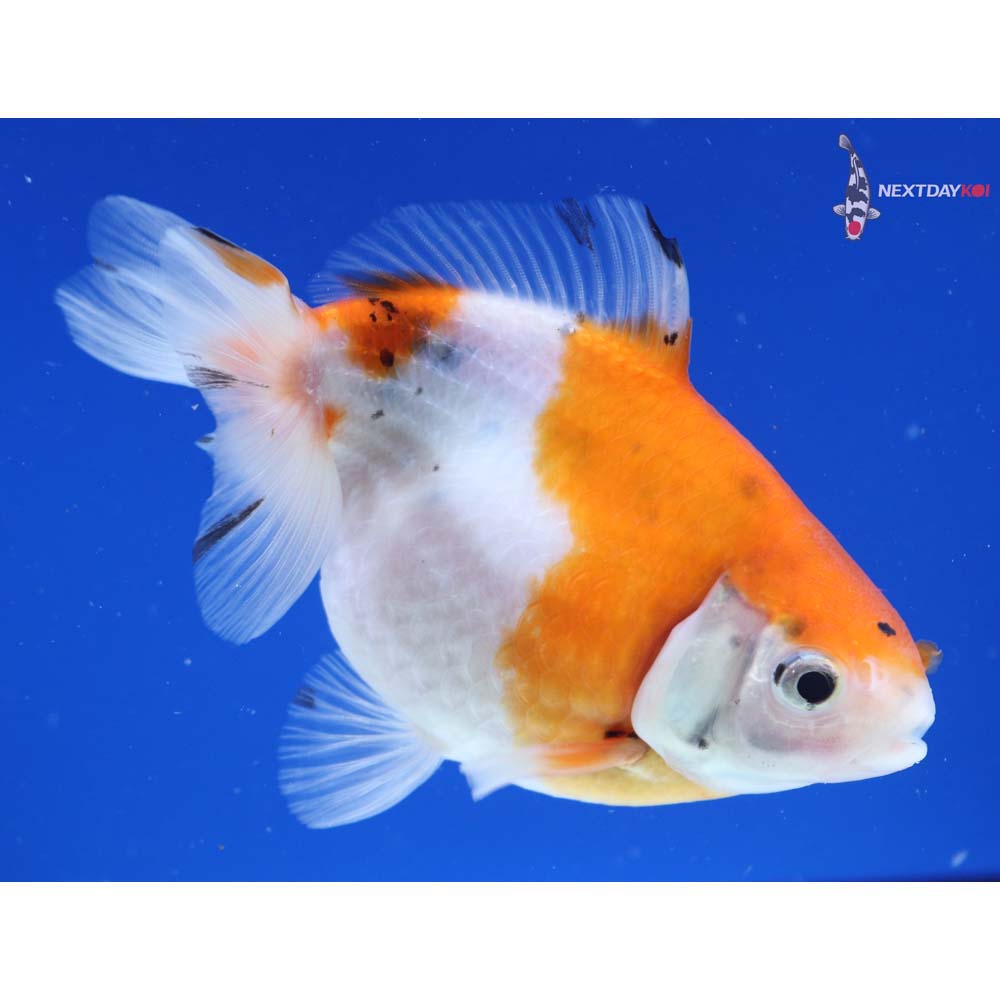4.5” Imported Male Calico Pearlscale