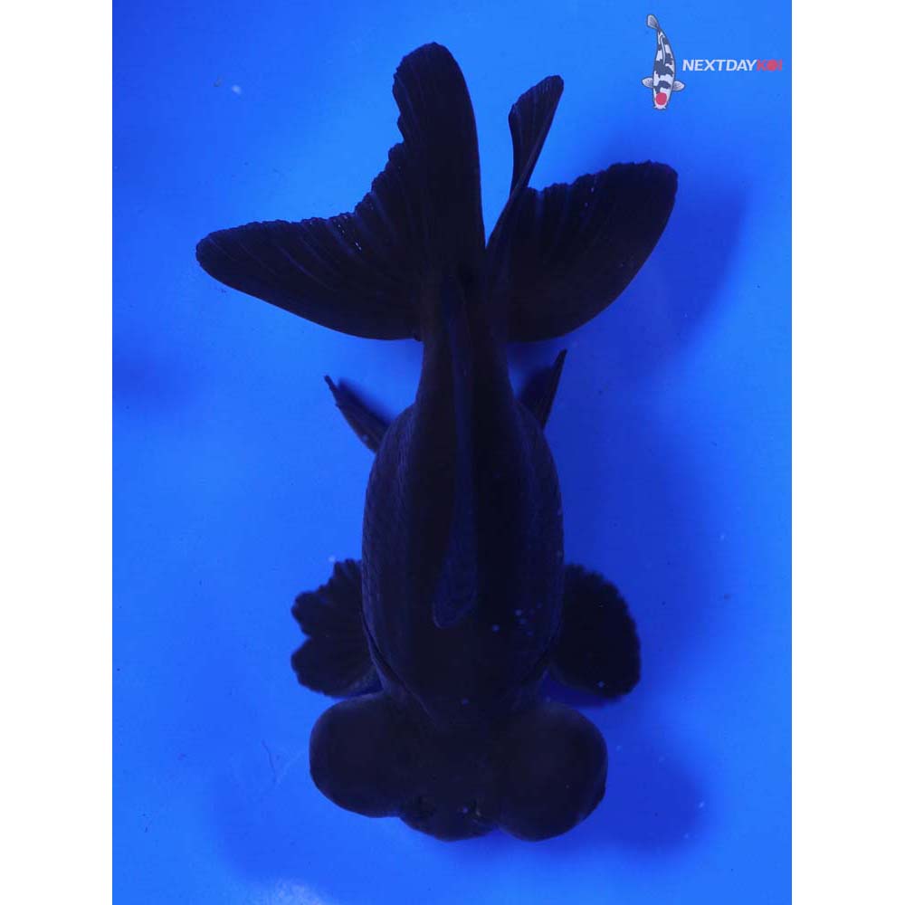 4.5” Imported Black Telescope Fantail