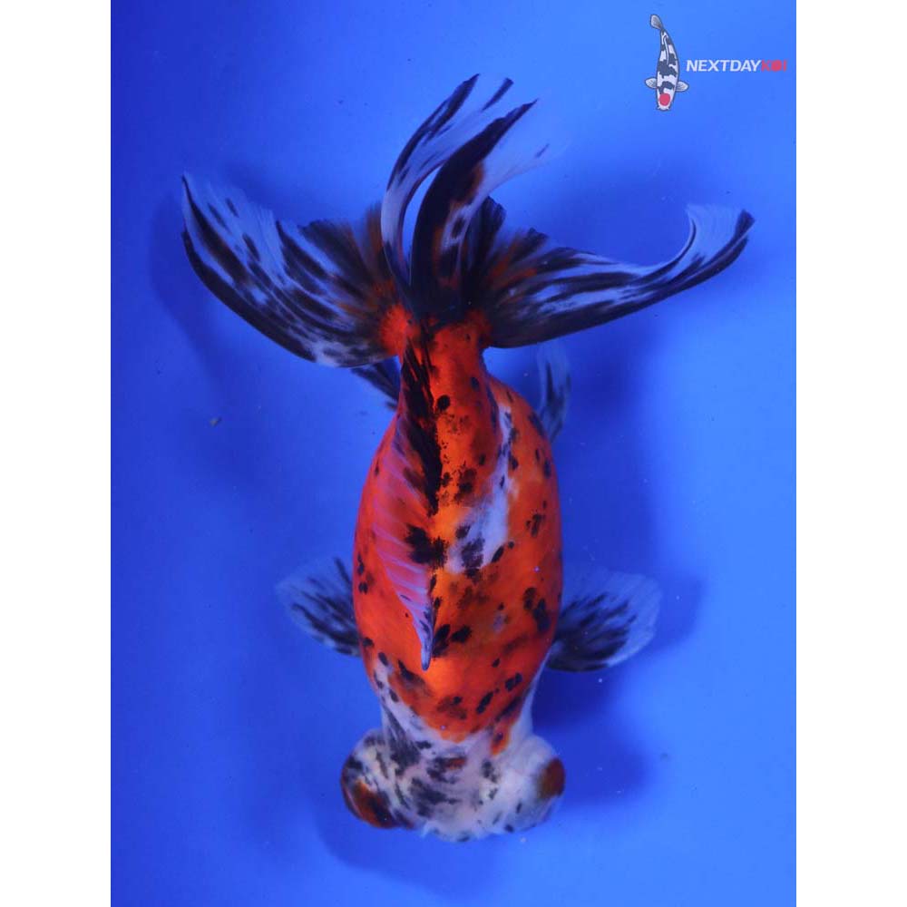 5” Imported Calico Telescope Fantail