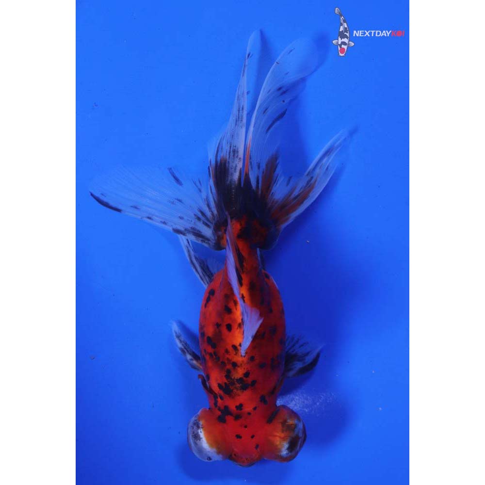 5” Imported Calico Telescope Fantail