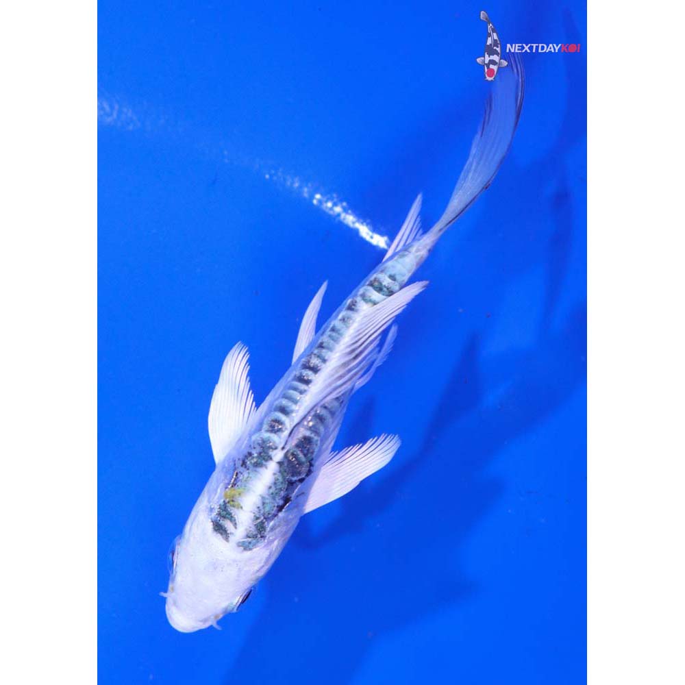 3.5” Imported Heisei Nishiki Butterfly Koi