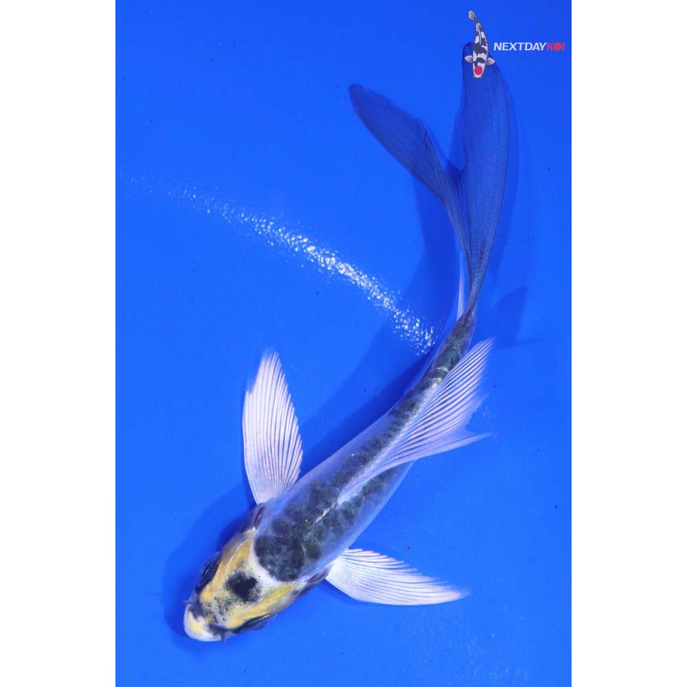 3.5” Imported Doitsu Kujaku Butterfly Koi