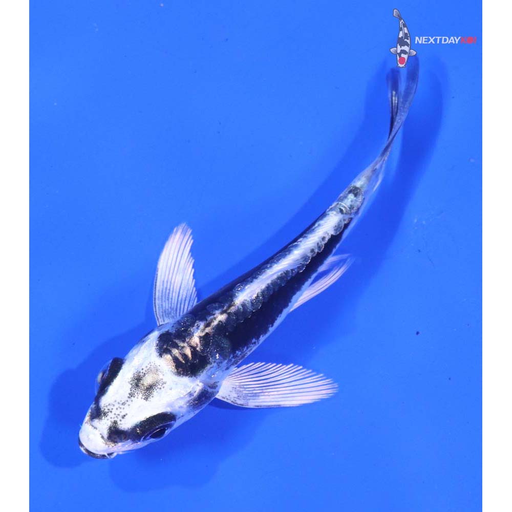 2.5” Imported Kikokuryu Butterfly Koi