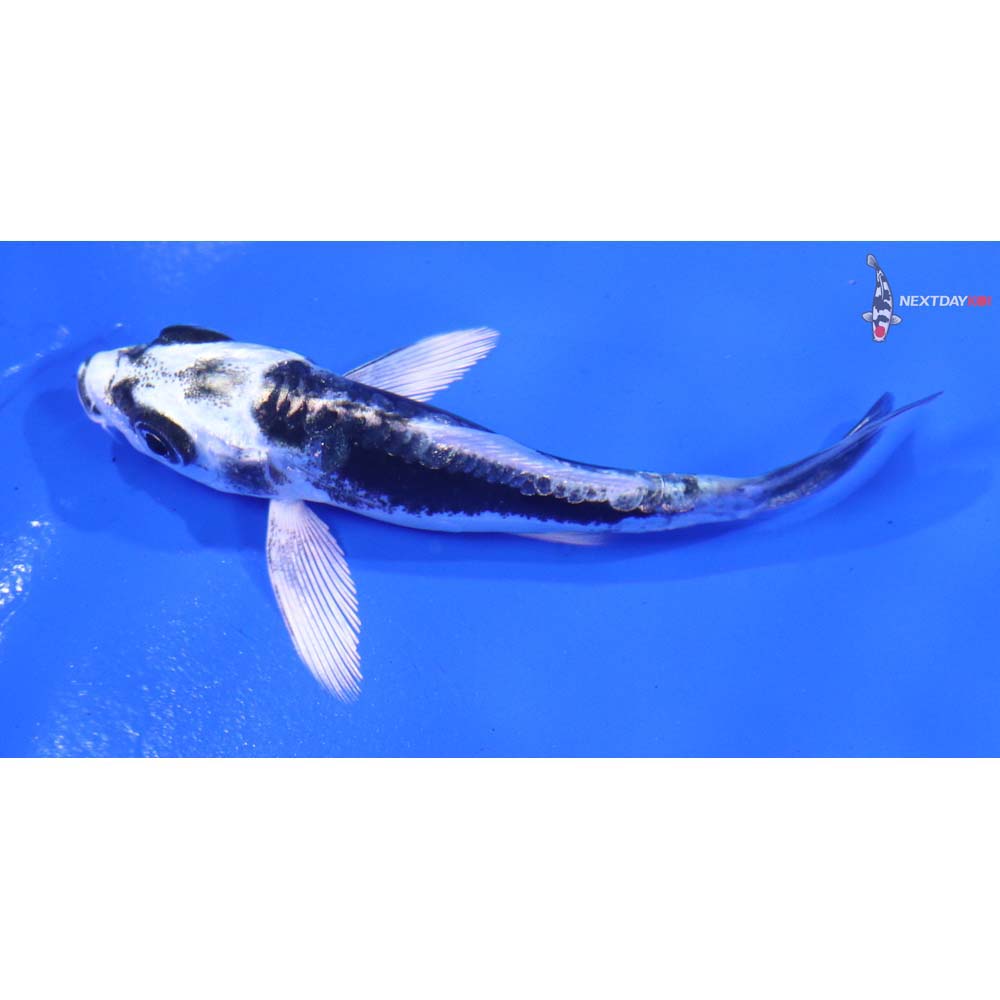 2.5” Imported Kikokuryu Butterfly Koi