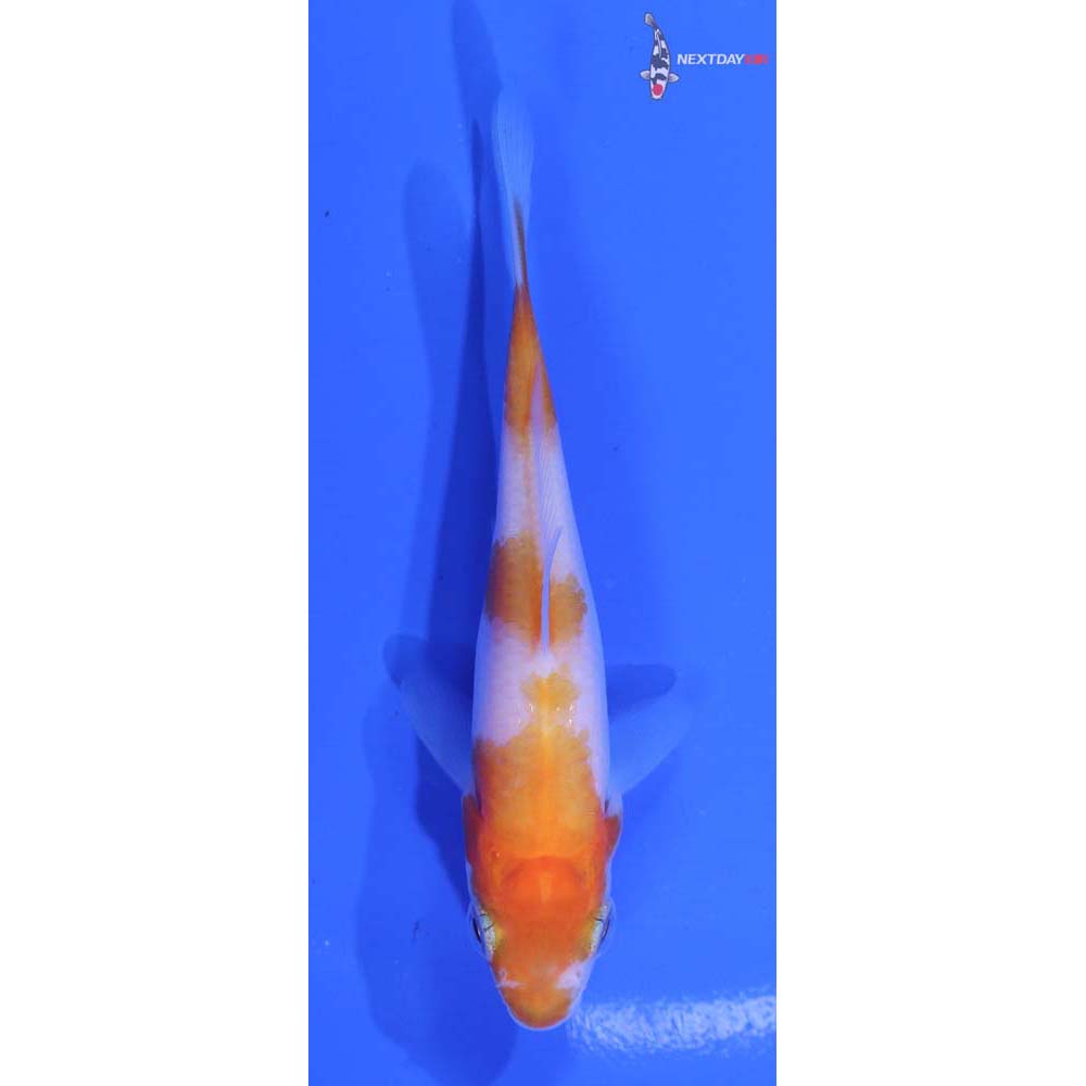 3” Imported Kohaku