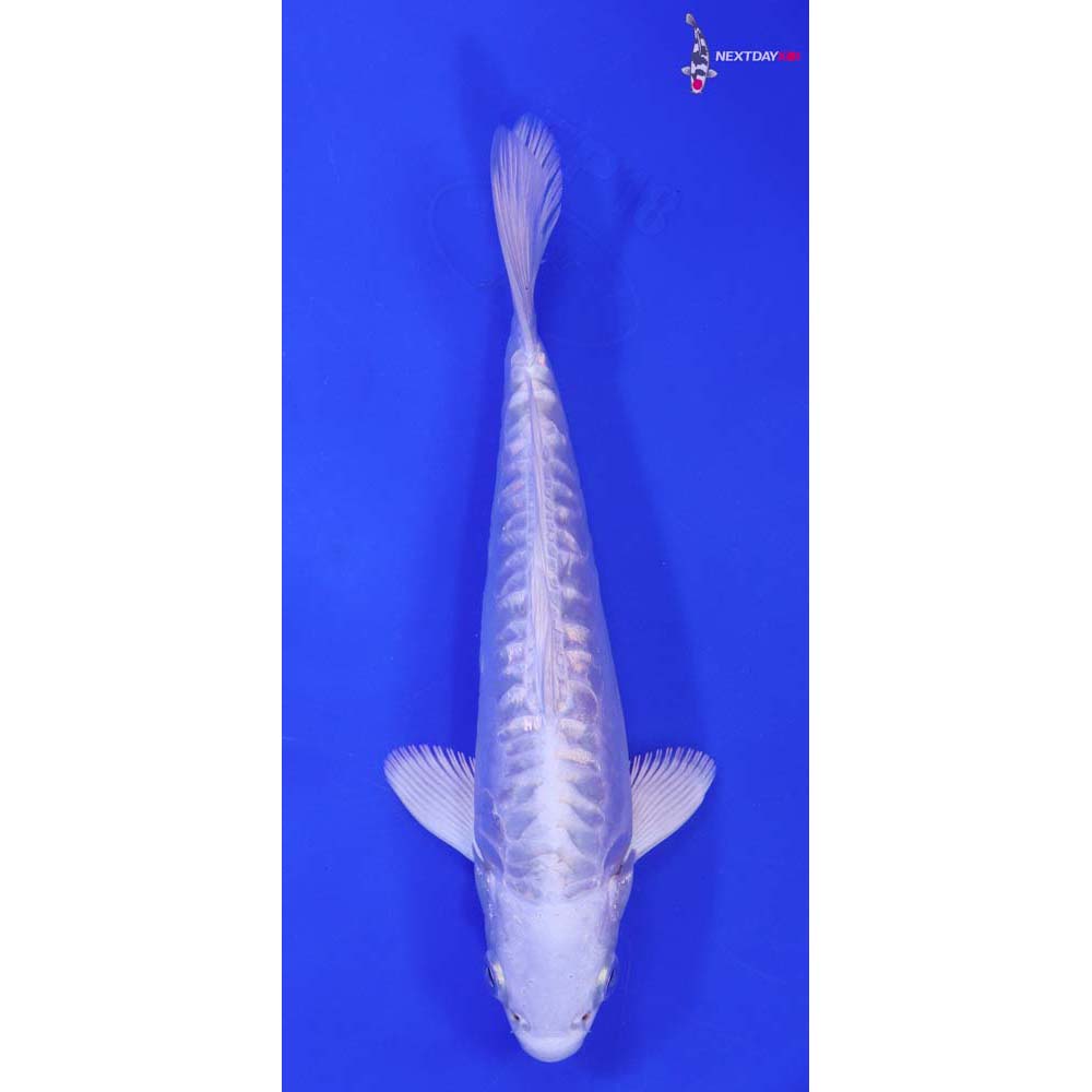 6.5” Imported Doitsu Gin Rin Platinum Ogon