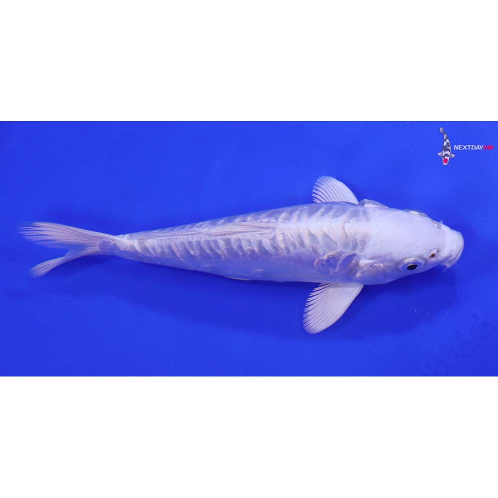 6.5” Imported Doitsu Gin Rin Platinum Ogon