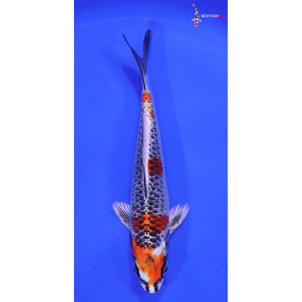 6” Imported Kujaku