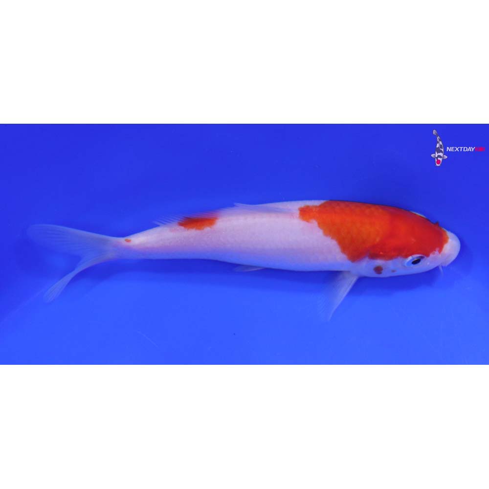 6.5” Imported Kohaku