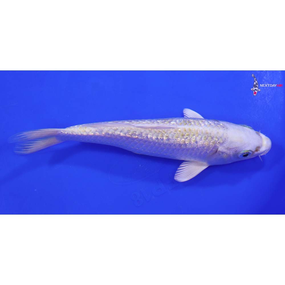 6.5” Imported Gin Rin Lemon Hariwake