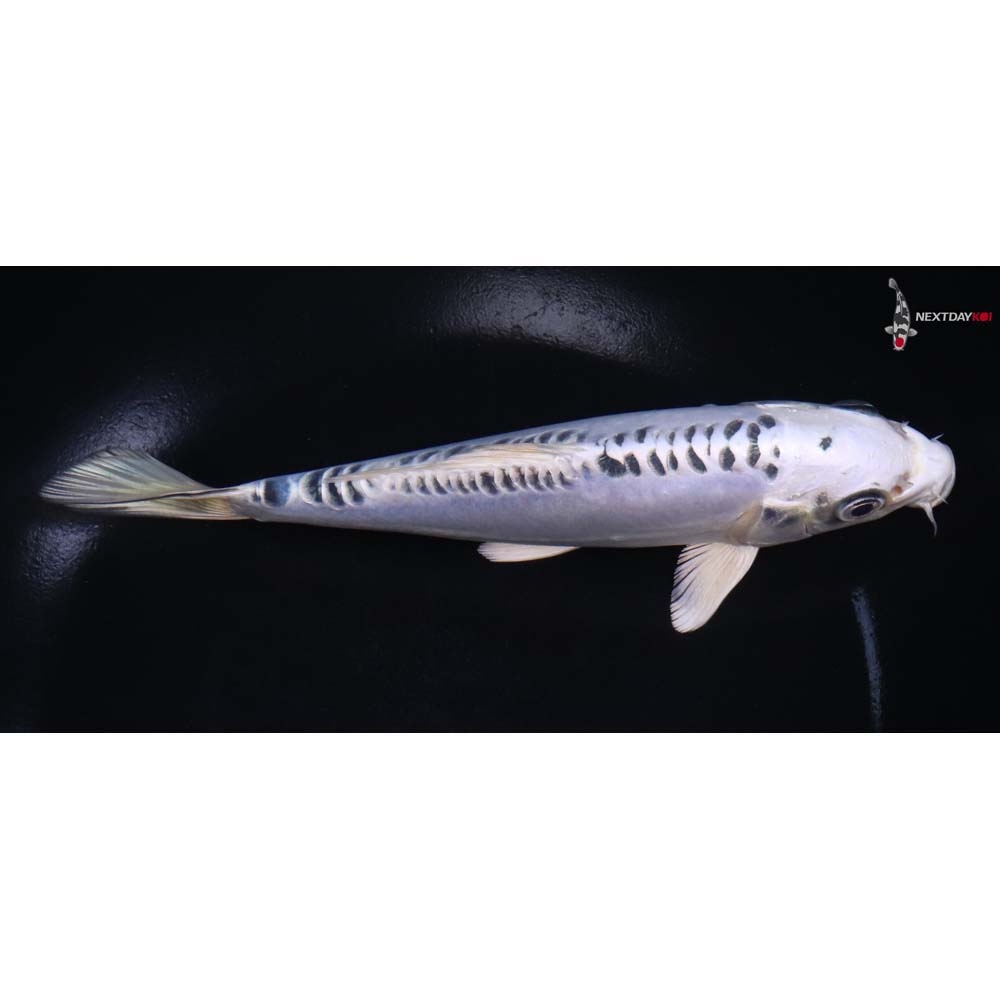 7” Imported Doitsu Blue Gin Matsuba