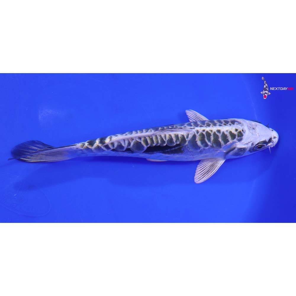 7” Imported Kikokuryu