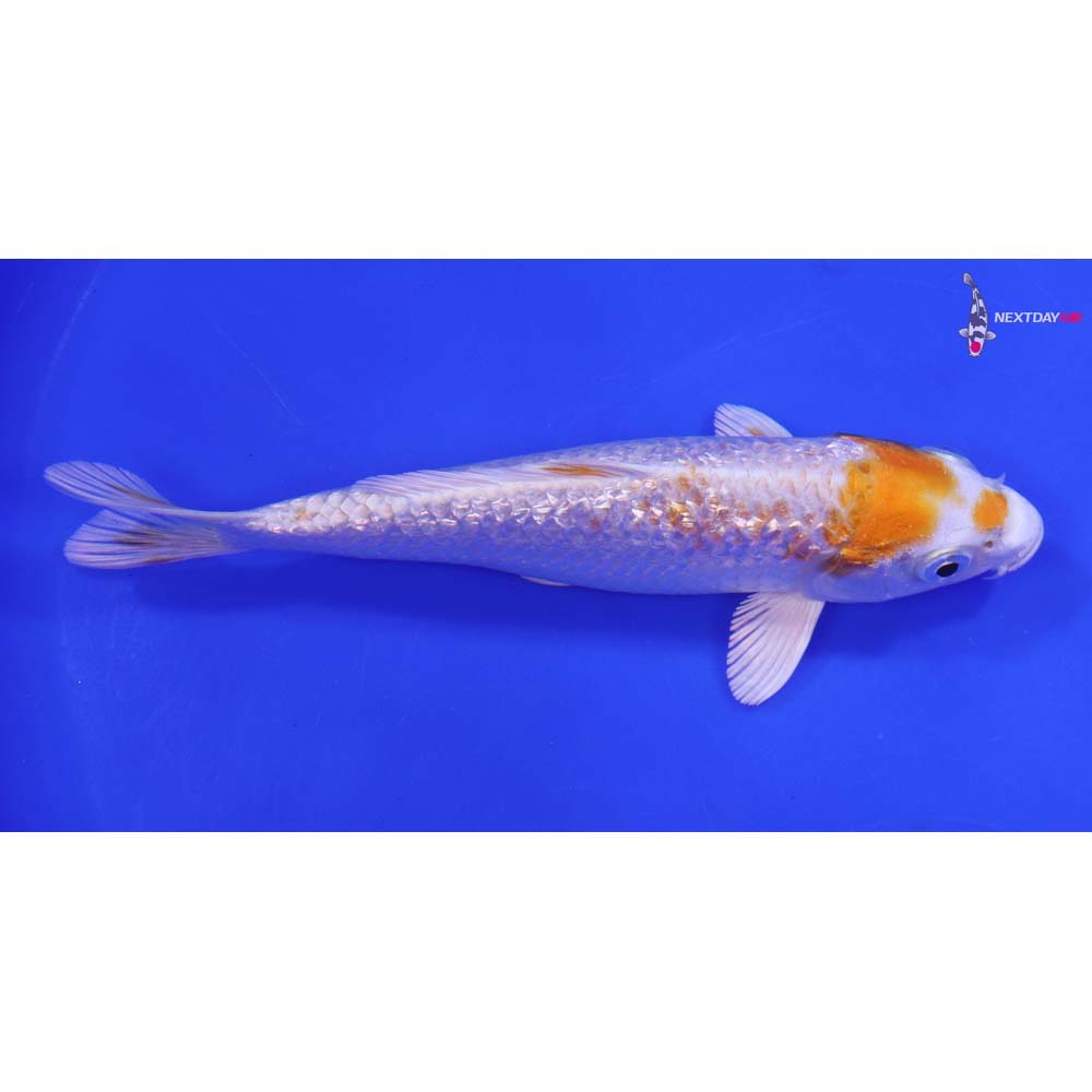 6” Imported Gin Rin Hariwake