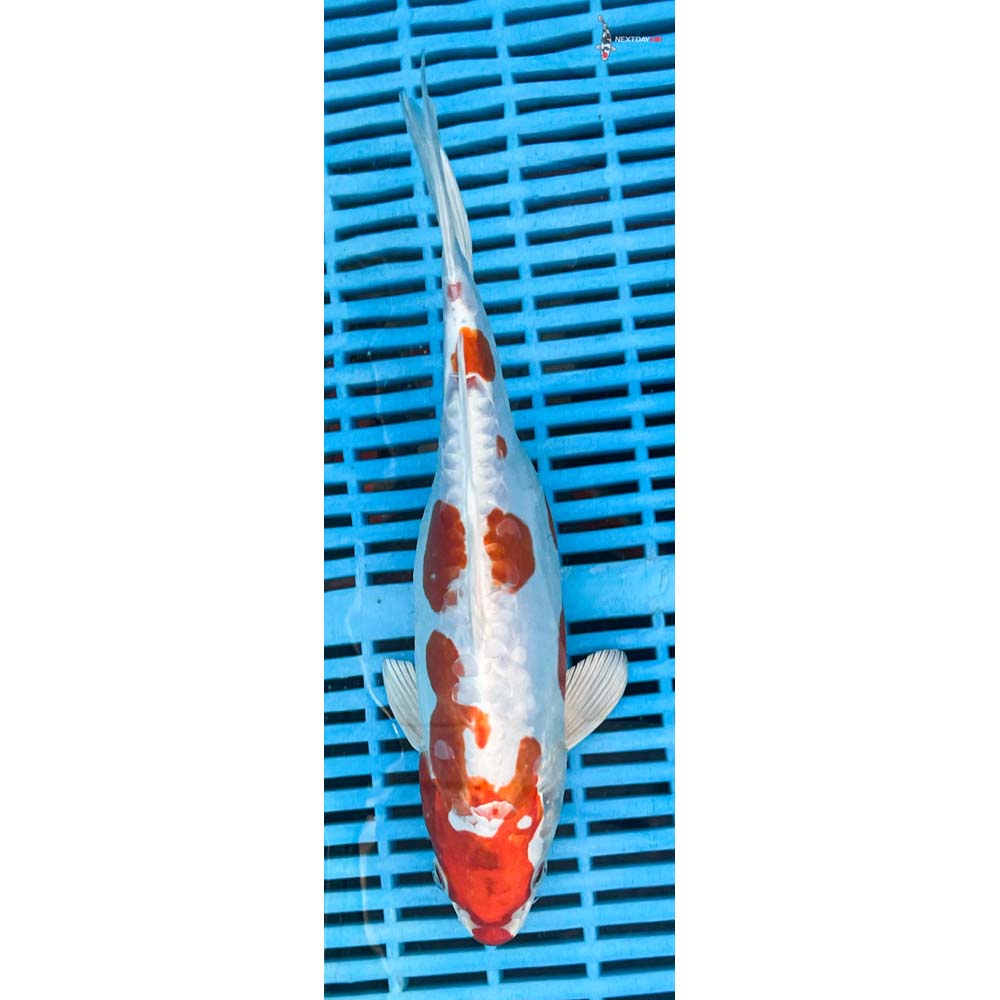 10-12” Imported Kikusui
