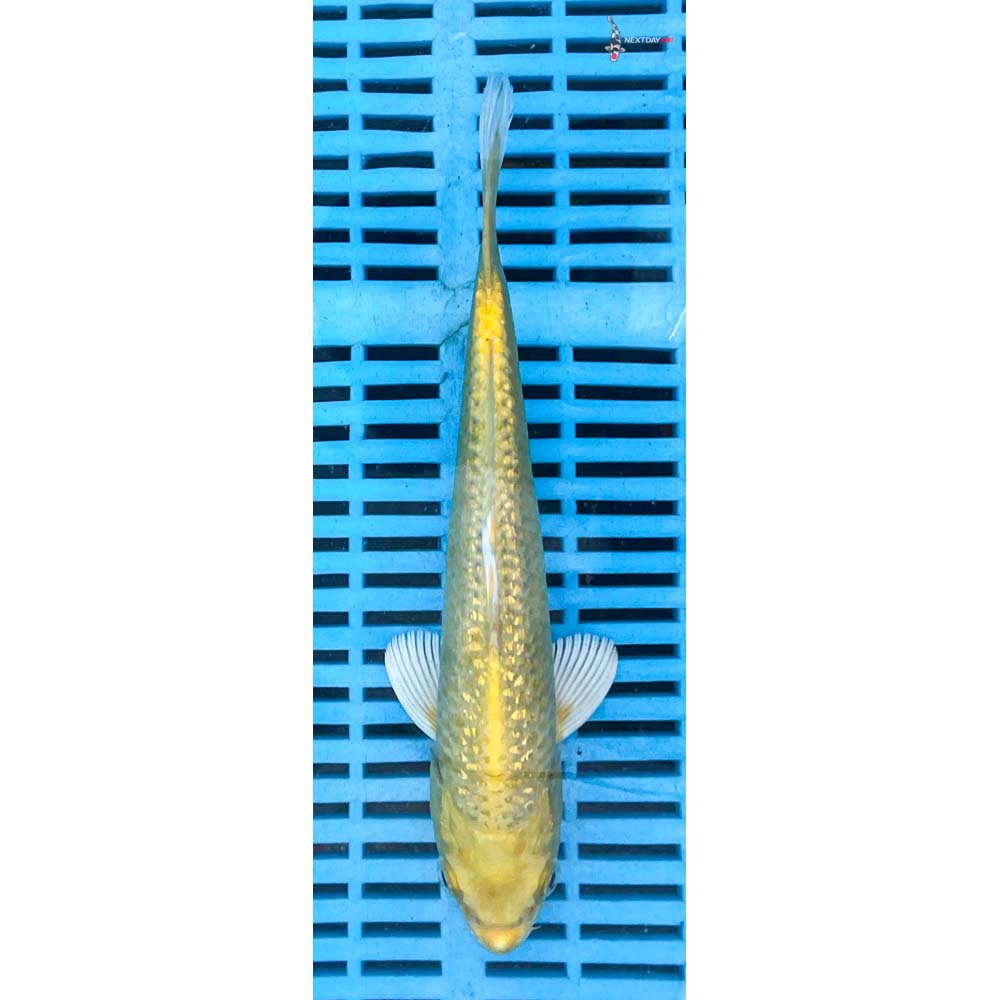 10-12” Imported Gin Rin Yamabuki Ogon