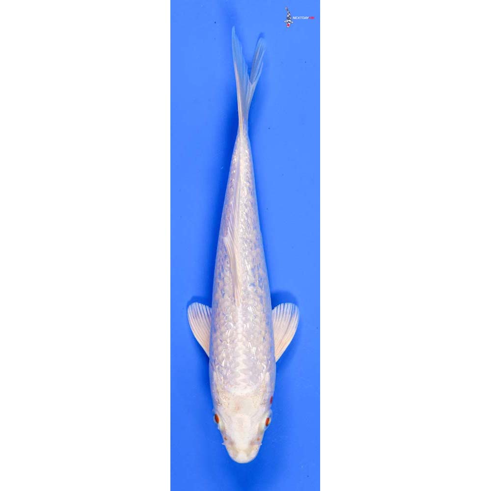 6” Imported Gin Rin Platinum Ogon