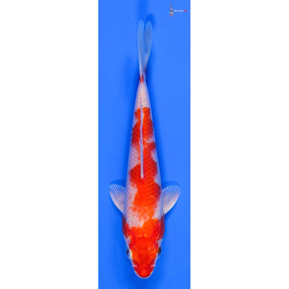 5.5” Imported Hariwake