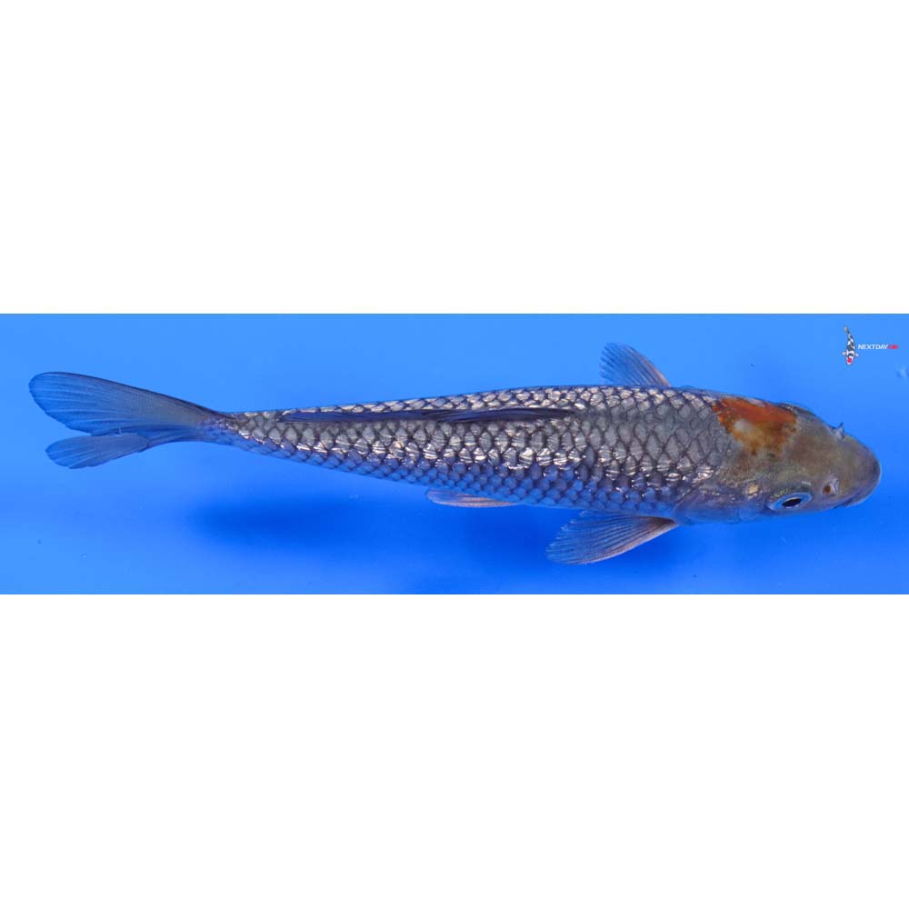 6.5” Imported Gin Rin Ochiba Shigure