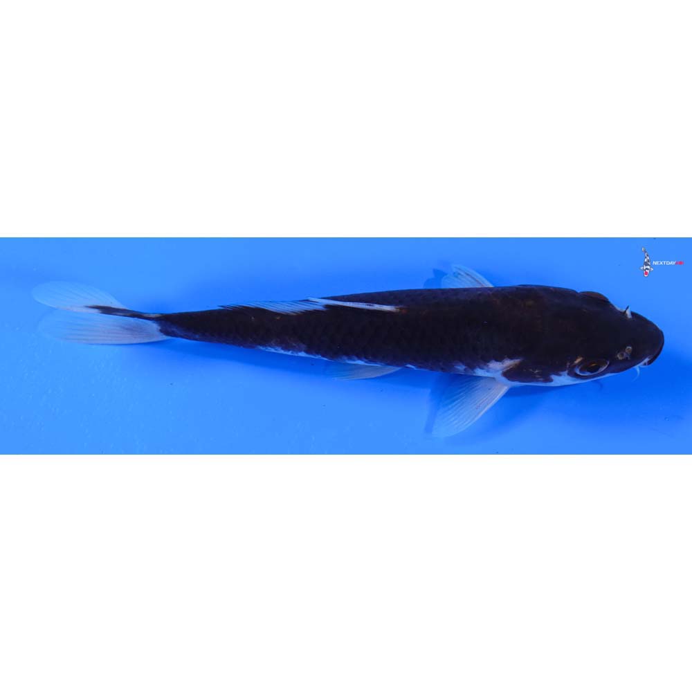 6.5” Imported Beni Matsukawabakke