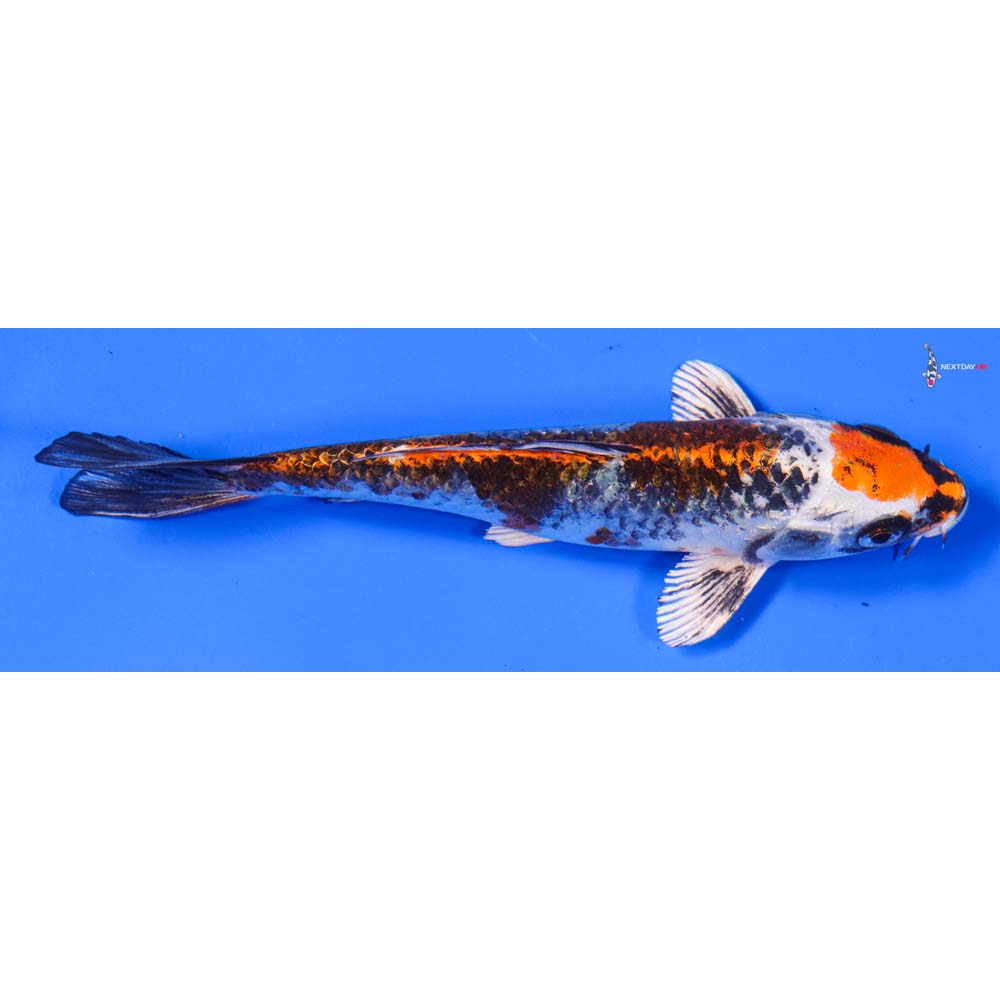 6.5” Imported Kujaku