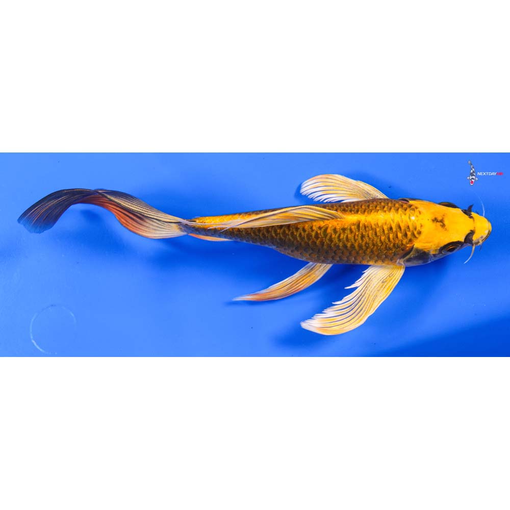 8” Imported Ki Matsuba Butterfly Koi